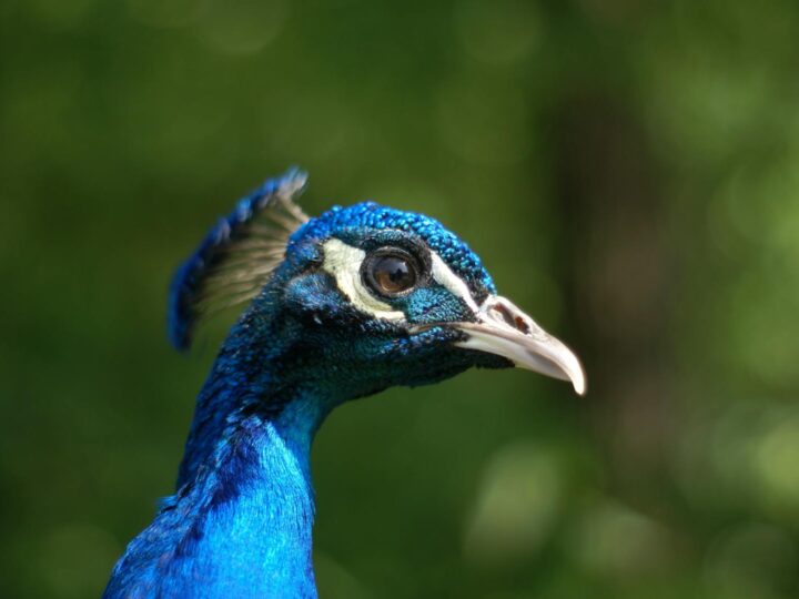 Zoolgico de Wrocaw
